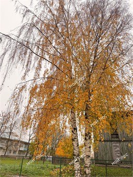 Береза повислая 3206
