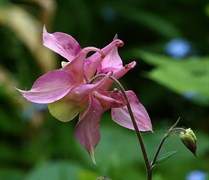 Аквилегия обыкновенная розовая
