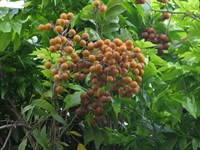 Сапиндус Мыльный (Мыльное дерево), декоративный, лекарственный