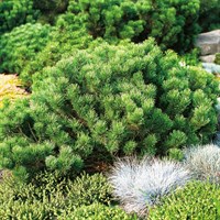 Сосна горная Пумилио, морозостойкий декоративный кустарник, вечнозеленый