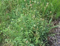 Черноголовник многобрачный (Кровохлёбка балеарская), кормовой, съедобный,лекарственный, медонос 3108