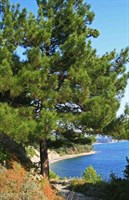 Сосна Пицундская, морозостойкая, вечнозеленая, декоративная, эфиромасличная 2046