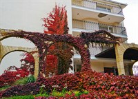 Виноград девичий триостренный (Вичи), декоративная лиана 3389