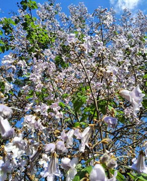 Павловния войлочная из РФ, морозостойкая, декоративная, быстрорастущая, ценная древесина, долгожитель, медонос 1869