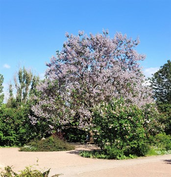 Павловния войлочная (18 фото): описание дерева paulownia tomentosa, зимостойкость и морозостойкость, цветение, посев семян и уход