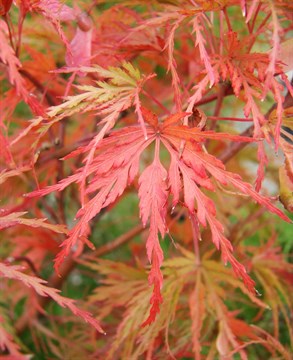 Клен японский веерный (Пальматум Диссектум), морозостойкий, декоративный 3441