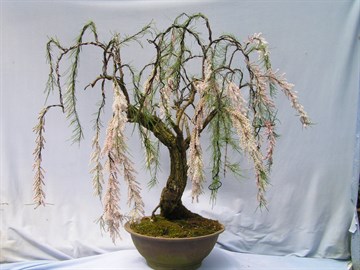 Тамарикс (гребенщик) ветвистейший 3448