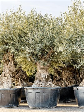 Олива (маслина) Европейская, съедобная, маслянистая, вечнозеленая, комнатная, бонсай