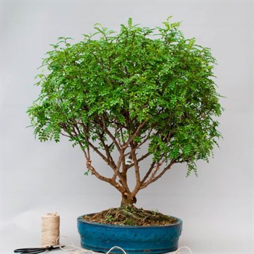 Сычуаньский перец (Зантоксилум), морозостойкий, вечнозеленый, съедобный, бонсай