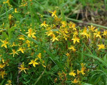 Зверобой кустарниковый Хидкоут Hypericum Hidcote, контейнер 3л. (К)