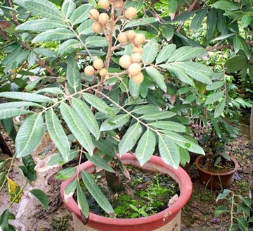 Лонган Глаз дракона Dimocarpus Longan семена 2 шт