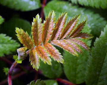 Рябина обыкновенная, морозостойкая, съедобная, декоративная, лекарственная, медонос 3523