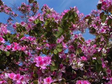 🌱 Купить Семена Баухинии Пурпурной (bauhinia purpurea)