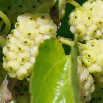 Шелковица белая (белые плоды)