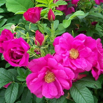 Роза ругоза (морщинистая), шиповник, зимостойкая, декоративная, съедобная, лекарственная, живая изгородь