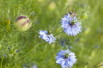 Нигелла полевая, декоративные цветы, лекарственная, масличная, обильный самосев 1927