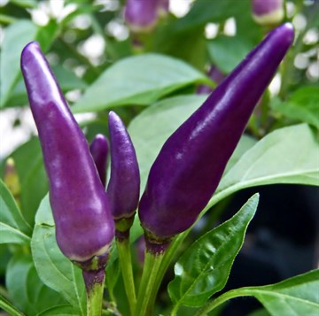 Перец Purple Cayenne, острота средняя 30000/50000 по Сковиллу