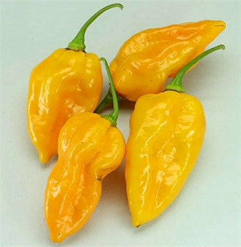 Перец Raja Mirch Yellow, высокоурожайный, острота высокая до 800000 по Сковиллу