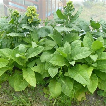 Табак желтолистный 36, раннеспелый, не крепкий семена купить недорого
