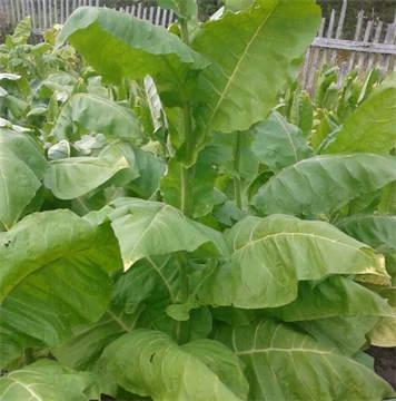 Табак желтолистный 36, раннеспелый, не крепкий семена купить недорого