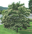Эводия Даниэля (пчелиное дерево), морозостойкая, медонос - фото 10167