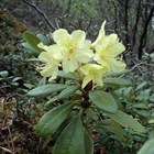Рододендрон желтеющий (Lutescens), морозостойкий, вечнозеленый, декоративный кустарник, бонсай - фото 10218