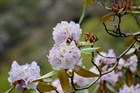 Рододендрон Колокольчатый (Campanulatum), морозостойкий, вечнозеленый, декоративный кустарник, бонсай - фото 10229