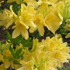 Рододендрон Японский желтый (Japanese yellow), ароматный, морозостойкий, декоративный - фото 10234