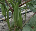 Бамия Игл Пасс, высокоурожайный, съедобный - фото 10268
