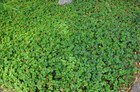 Дюшенея индийская, декоративное растение - фото 10428