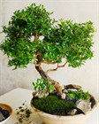 Мирт обыкновенный, вечнозеленое, комнатное, съедобное и лекарственное растение - фото 10429
