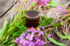 Иван-чай (кипрей) узколистный, многолетний, морозостойкий, декоративный, лекарственный, медонос - фото 10461