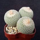 Кактус  Эпителанта маломерная (Еpithelantha  micromeris), съедобные плоды, декоративный, карликовый, комнатный - фото 10537