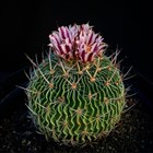 Кактус Эхинофоссулокактус (Echinofossulocactus) - фото 10540