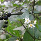 Паслен садовый Санберри (канадская черника), съедобный, крупноплодный, лечебный - фото 10603