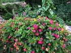 Мирабилис Ялапа, Ночная красавица, декоративные цветы, лекарственный, пищевой краситель, медонос - фото 10647