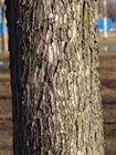 Вяз гладкий (крупнолистный), морозостойкий, медонос, долгожитель, ценная древесина - фото 10732
