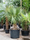 Пальма Сабаль пальмовидный, редкий, лекарственный, комнатный, кадочный, легкий уход - фото 10743