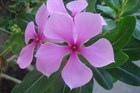 Катарантус розовый, декоративные цветы, вечнозеленый, комнатный, лекарственный - фото 10809