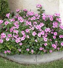 Катарантус розовый, декоративные цветы, вечнозеленый, комнатный, лекарственный - фото 10810