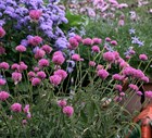 Гомфрена шаровидная, декоративные цветы, лекарственная, сухоцвет - фото 10838