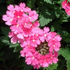 Вербена гибридная, декоративные цветы - фото 10843