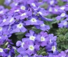 Вербена гибридная, декоративные цветы - фото 10846