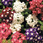 Вербена гибридная, декоративные цветы - фото 10851
