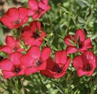Лён красный, декоративные цветы, лекарственный, маслянистый, медонос - фото 10874