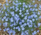Лён голубой, морозостойкий, многолетний, засухоустойчивый, лекарственный, декоративные цветы - фото 10877
