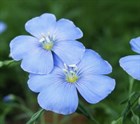 Лён голубой, морозостойкий, многолетний, засухоустойчивый, лекарственный, декоративные цветы - фото 10878