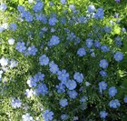 Лён голубой, морозостойкий, многолетний, засухоустойчивый, лекарственный, декоративные цветы - фото 10879