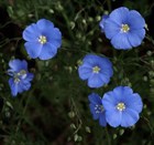 Лён голубой, морозостойкий, многолетний, засухоустойчивый, лекарственный, декоративные цветы - фото 10880