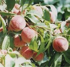 Персик Хасанский, морозостойкий, высокоурожайный, вкусный, самоплодный, медонос - фото 10939